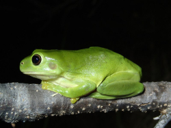 Litoria infrafrenata