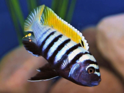 Cynotilapia sp. Jalo Jalo Reef 4 - 5 cm