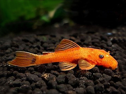 Ancistrus sp. orange