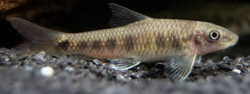 Garra spilota - Gara tečkovaná