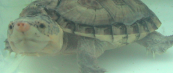 Staurotypus triporcatus