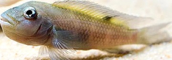 Steatocranus gibbiceps