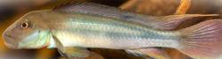 Steatocranus tinanti
