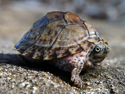 Sternotherus carinatus