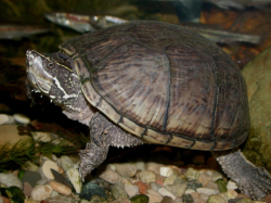 Sternotherus odoratus