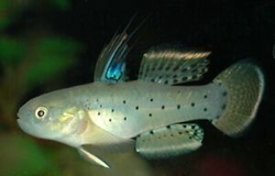 Stigmatogobius sadanundio