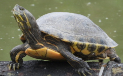 Trachemys venusta