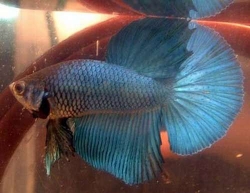 Betta splendens- Super Delta Male 