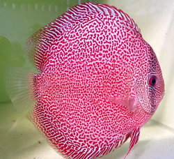 Symphysodon sp. Super Panthera Eruption (China grade AAA) L 