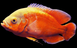 Astronotus ocellatus Super red Oscar 6 cm