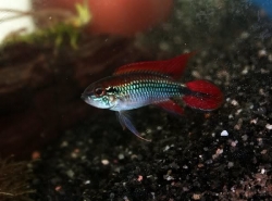 Apistogramma agassizi super red