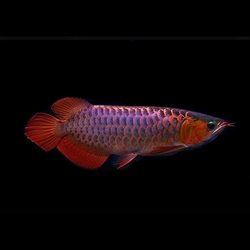 Scleropages formosus "Violet Fusion Super Red" XL