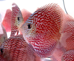 Symphysodon sp. Leopard Maze / Checkerboard(China grade AAA) XL