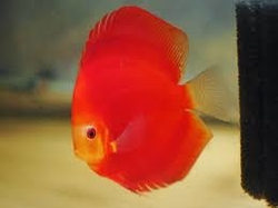 Symphysodon sp. Red Gold Diamond (Top Grade) XXL