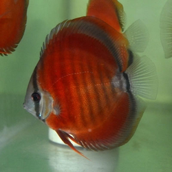Symphysodon sp. Red Cover Blue Rim(China grade AAA) XL