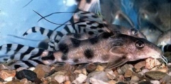 Synodontis decorus