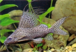 Synodontis eupterus