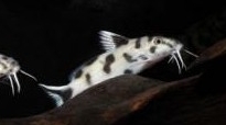 Synodontis multip. sp. silver