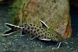 Synodontis petricola sp.