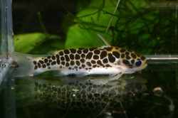 Tatia perugiae