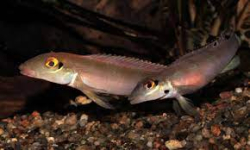 Teleocichla cinderella Wild Rare 