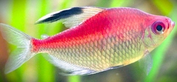 Hyphessobrycon pyrrhonotus - Tetra ohňoznaká