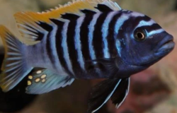 Cynotilapia afra Red top Likoma 5 - 6 cm