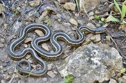 Thamnophis sirtalis