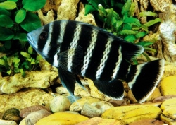 Tilapia buttikoferi