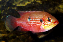 Hemichromis stellifer 