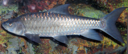 Tor douronensis "Semah Mahseer" L
