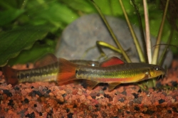 Traccatichthys taeniatus