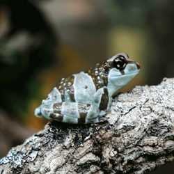 Trachycephalus resinifictrix - Rosnička včelí (harlekýn)