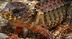 Tribolonotus novaeguineae