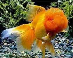 Carassius auratus "Goldfish - Oranda Jellyhead Tricolor" AAA XL