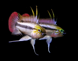 Apistogramma trifasciata red