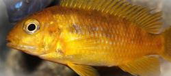 Pseudotropheus tropheops chilum. oran.