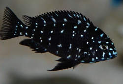 Tropheus duboisi