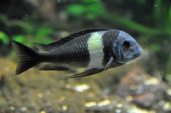 Tropheus duboisi