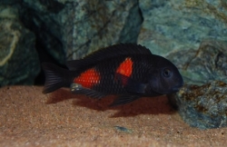 Tropheus moorii Bulu Point-Kirschfleck