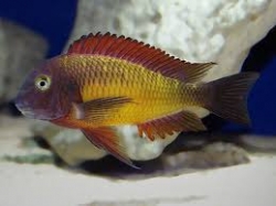 Tropheus moorii ilangu