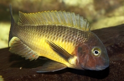 Tropheus moorii linangu