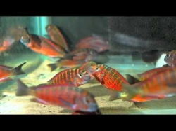 Tropheus moorii moliro orange fire craker