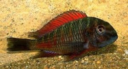 Tropheus moorii Moliro Zaire