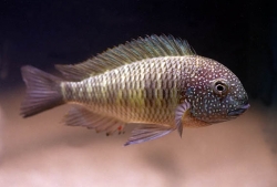 Tropheus moorii murago