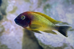 Tropheus moorii 