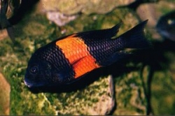 Tropheus moorii orange II