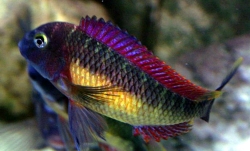 Tropheus moorii red rainbow