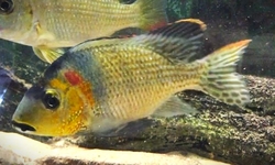 Tylochromis lateralis "Kinsuka" German breed S