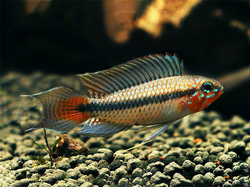 Apistogramma uaupesi Urubaxi red WF